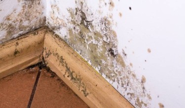Mould spread on wall