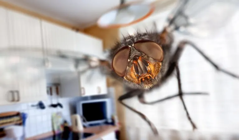 closeup view of flies inside a kitchen