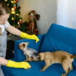 Bond Cleaning Guide for Coastal and Pet Friendly Rentals