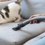 White cute cat is feeling afraid and surprise of vacuum cleaner